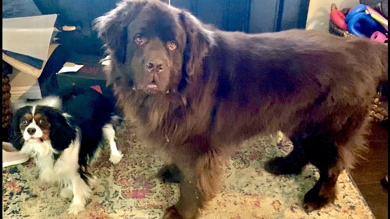 Huge Newfy And Cavalier Play Together Adorably!