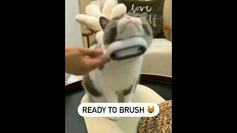 Cute 🥰 Cat's video 🐾🐾🐱🐱🐱