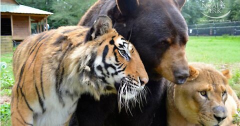 A sweet trio of lion, tiger and bear refuse to part ways after 15 years Together