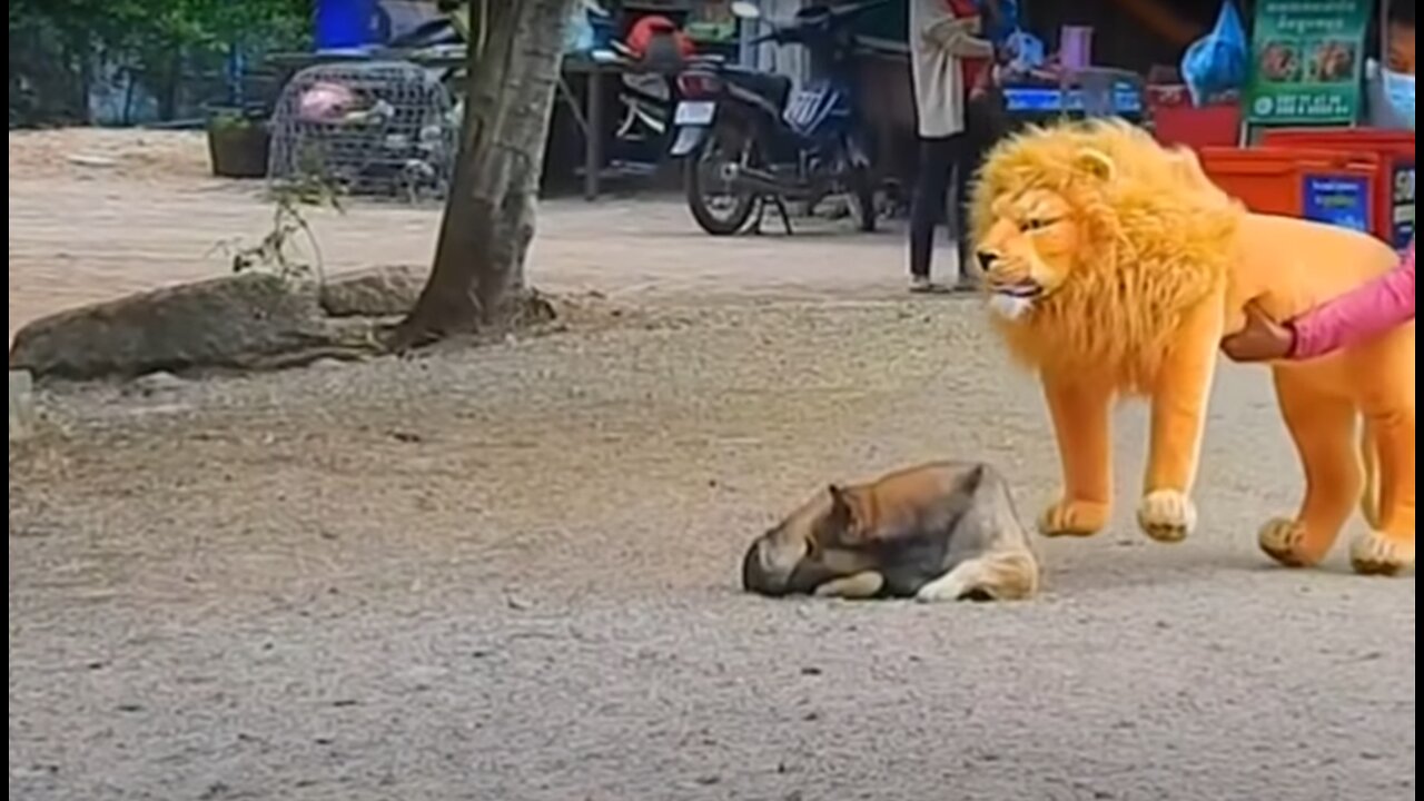 Troll Prank Dog - fake Lion and Fake Tiger Prank To dog