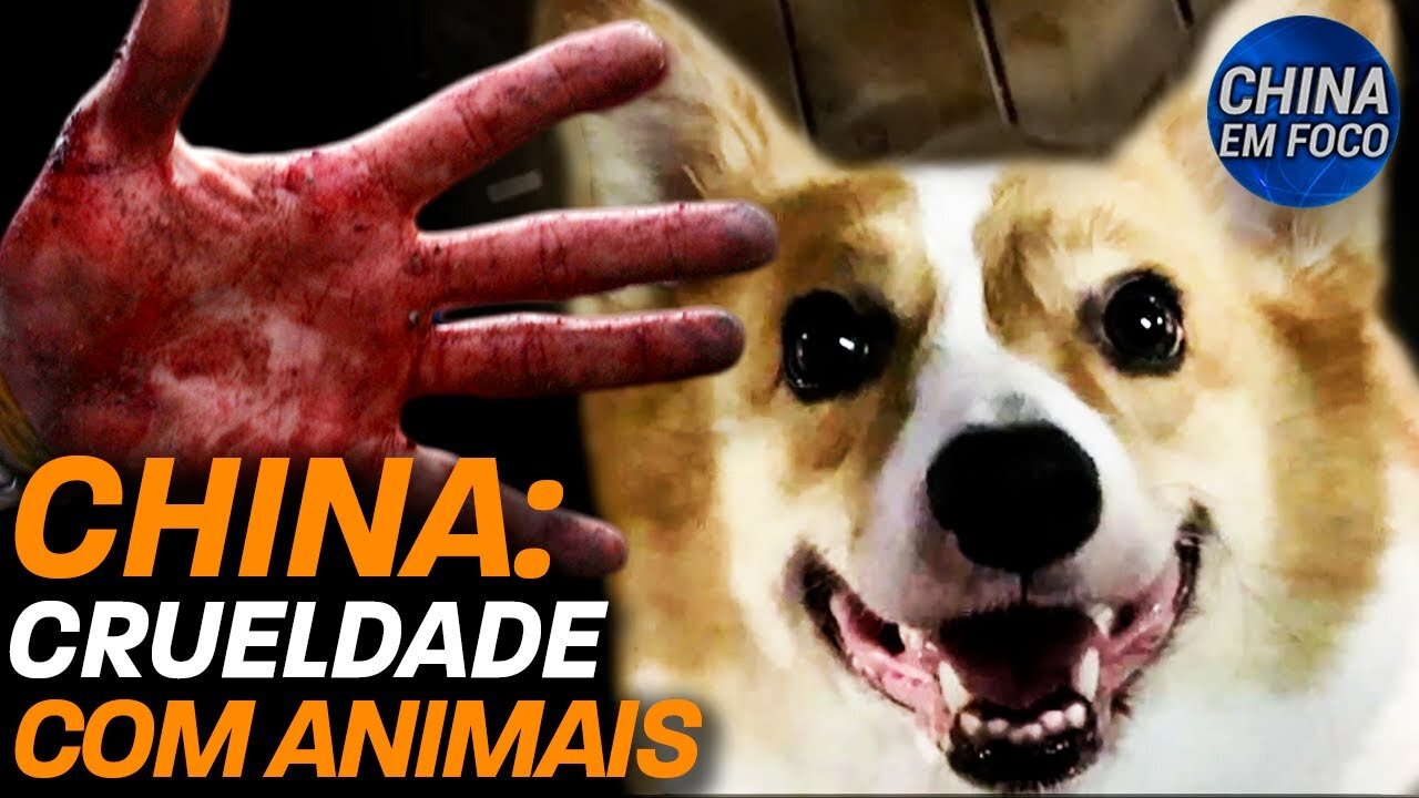 China: Mãe barrada de ver filho; Governo chinês mata animais de estimação com donos em quarentena