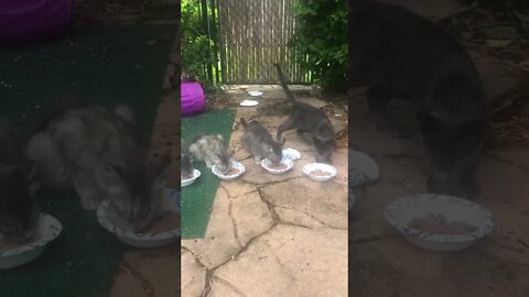 Feeding the Kitten/Cats! #shorts #kitten #kittens #cats #cat