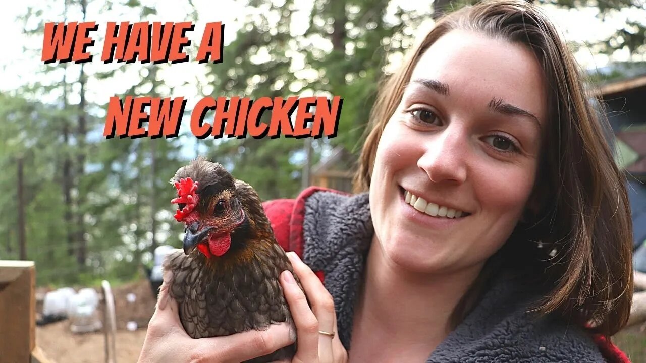 Help Us Name Our New Chicken and Picking Up Our New Unique Off Grid Range