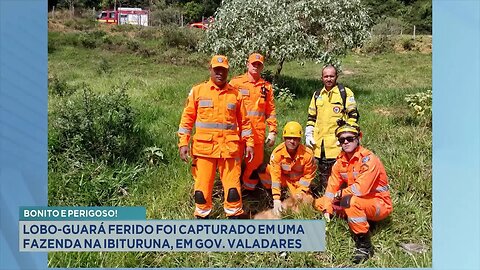 Bonito e Perigoso!: Lobo-Guará Ferido foi Capturado em uma Fazenda na Ibituruna, em Gov. Valadares.