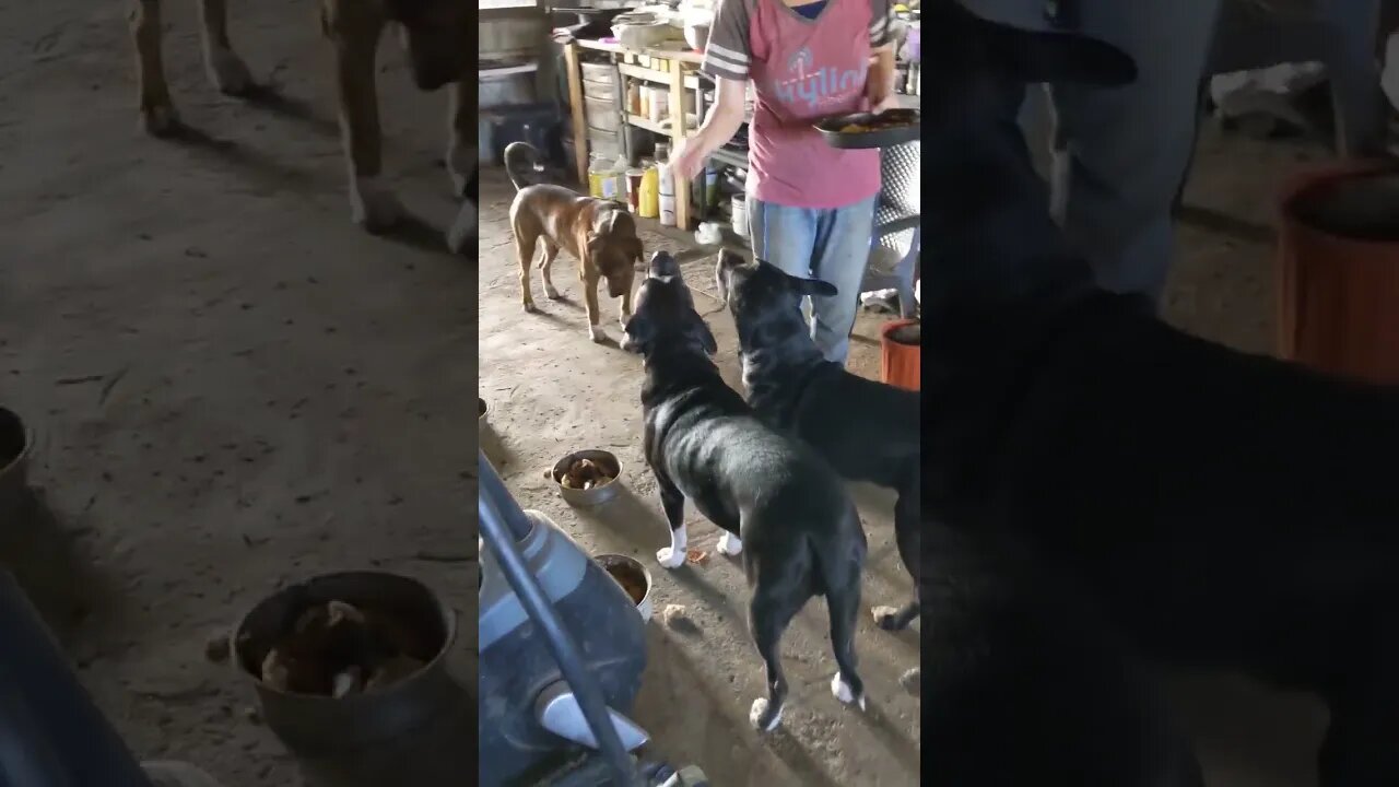 🥨 Pack Snack Time 🐾