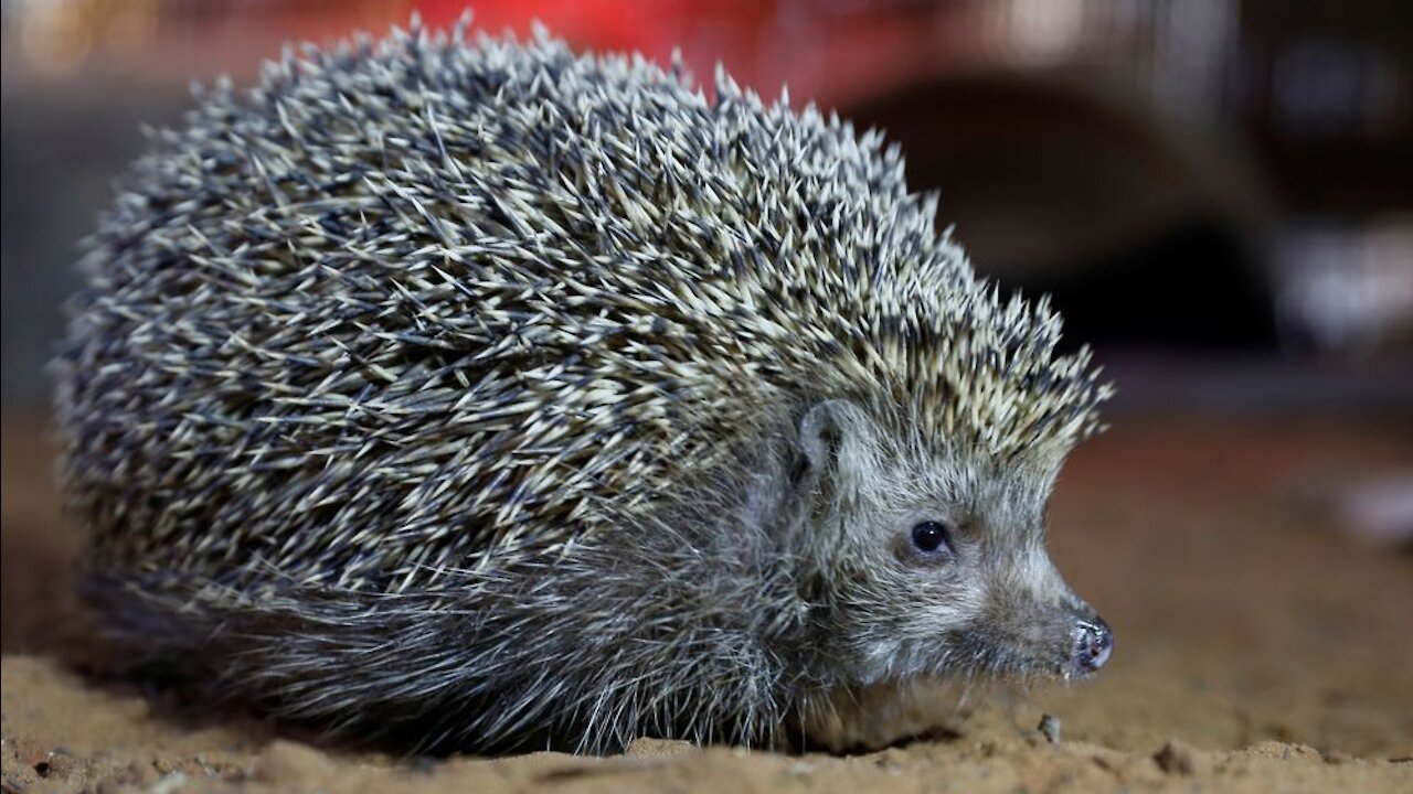 the hedgehog wants to eat
