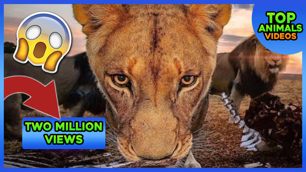 🔴 TWO LIONS ANIMAL FUNNY VIDEO 2021 😱😂