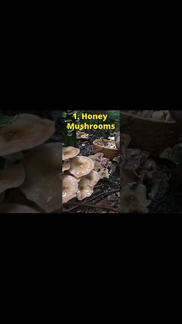 3 Wild Foods you can Eat for Survival!