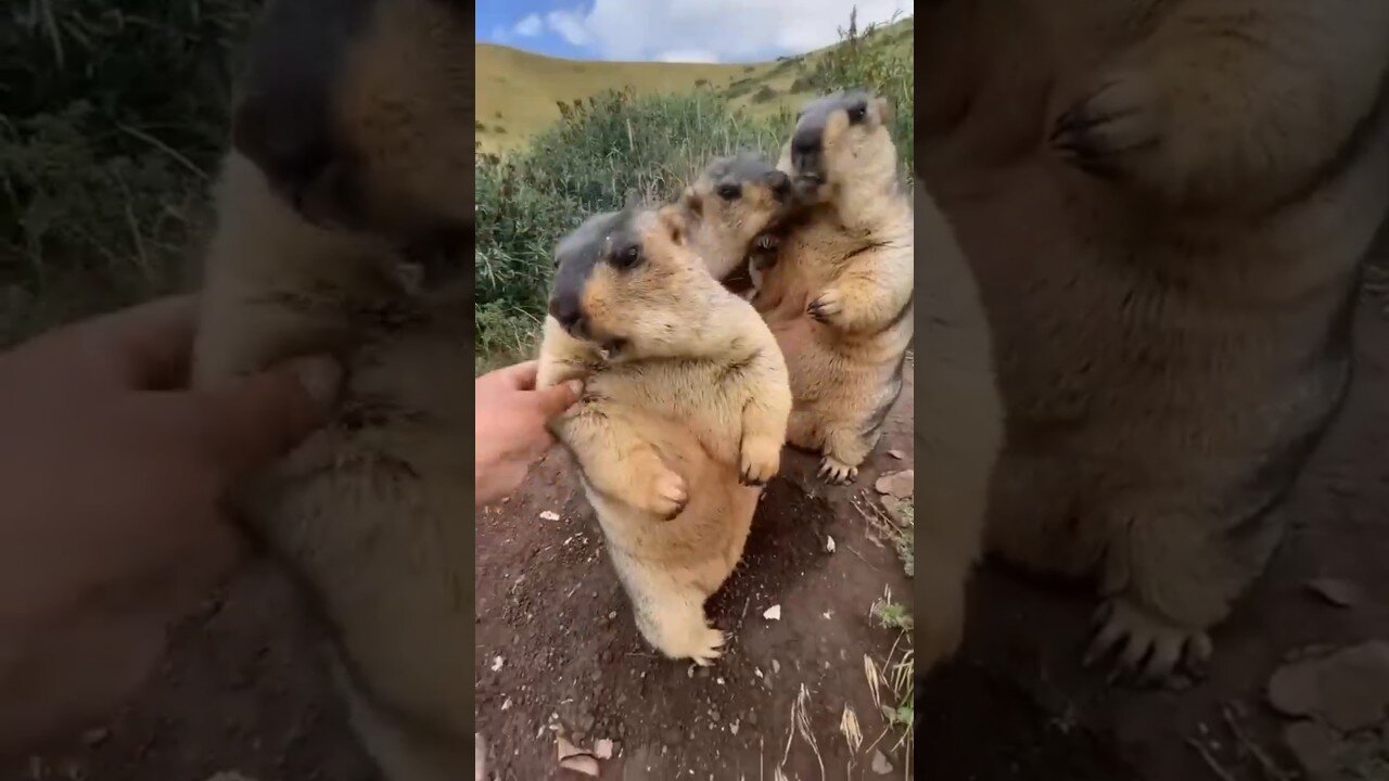 marmot compilation || Cute 😍😍