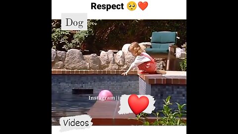 Dog video