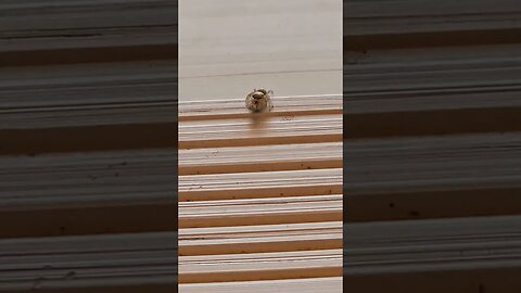 happy jumping spider enjoys fresh kill