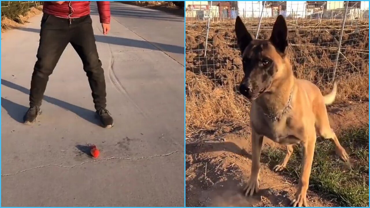 Smart dog in this video. The dog is having a lot of fun in this video