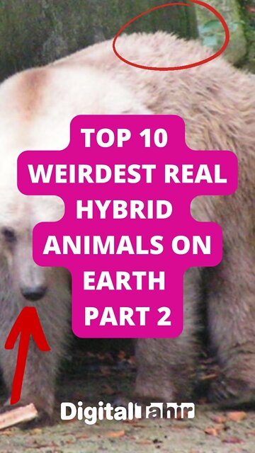 Top 10 Weirdest Real Hybrid Animals on Earth Part 2