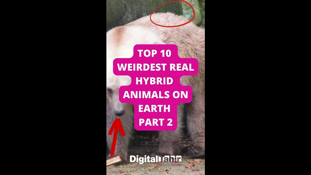 Top 10 Weirdest Real Hybrid Animals on Earth Part 2