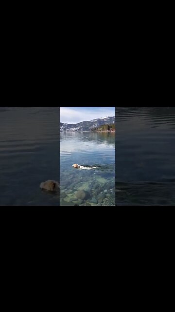 Ares Jack Russell dog does Wim Hof like winter ❄️ swim for his well being