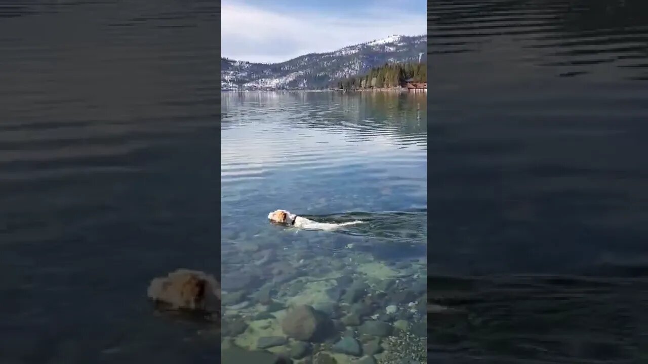 Ares Jack Russell dog does Wim Hof like winter ❄️ swim for his well being