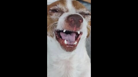 Dog Funny Video