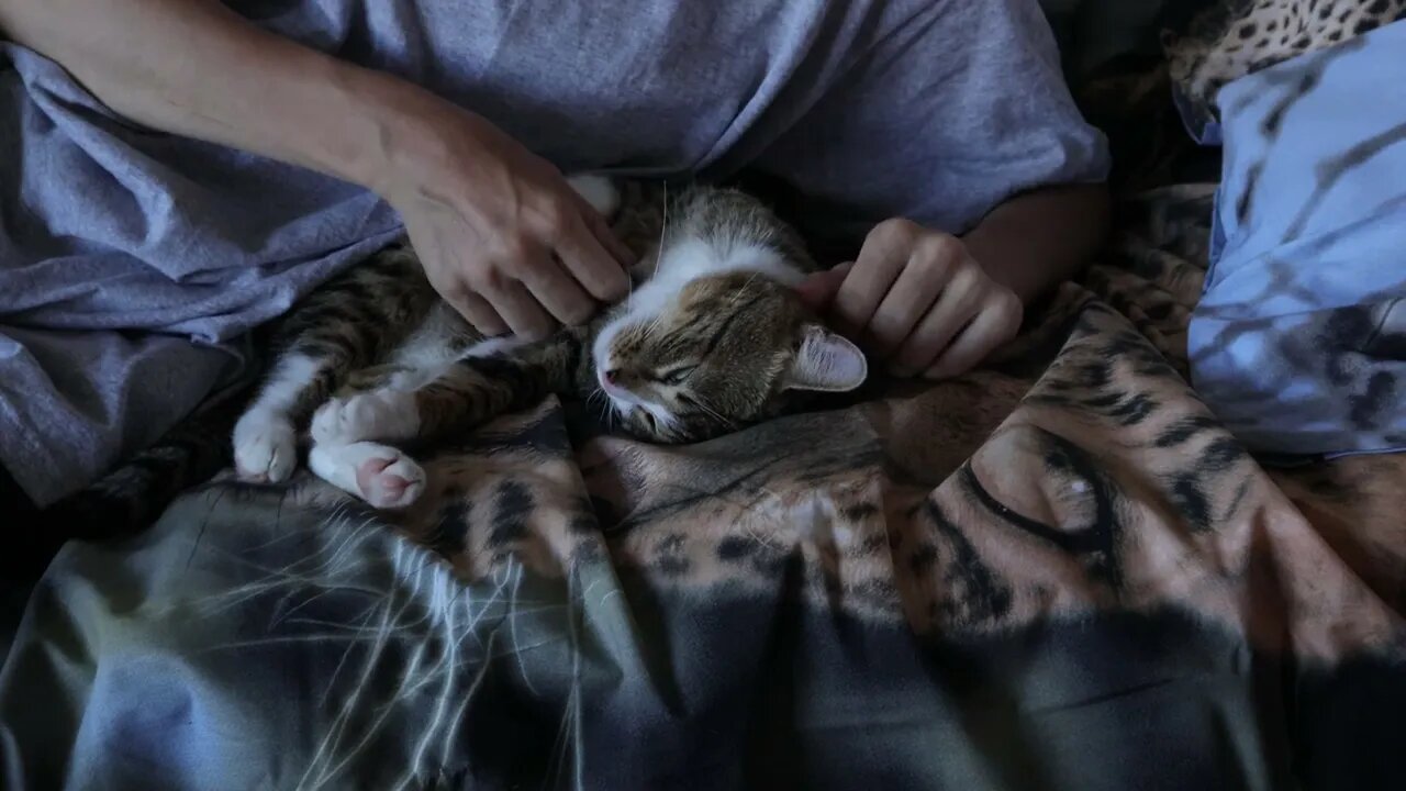 This Cat Loves to Sleep in Bed