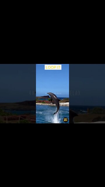 Best Crazy And Funny Animals Videos - funniest animals - best of the 2023 funny animal videos #413