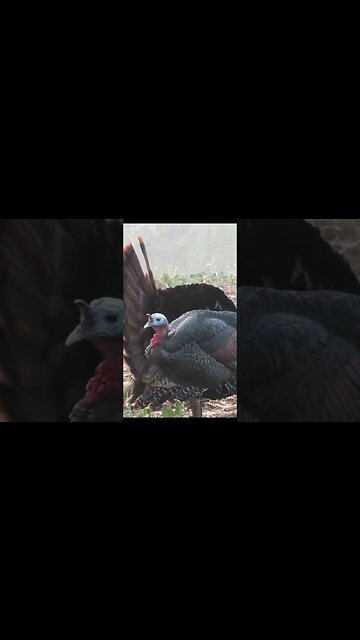 Turkey Too Close?! #turkeyhunt #hunting #turkey #gobbler
