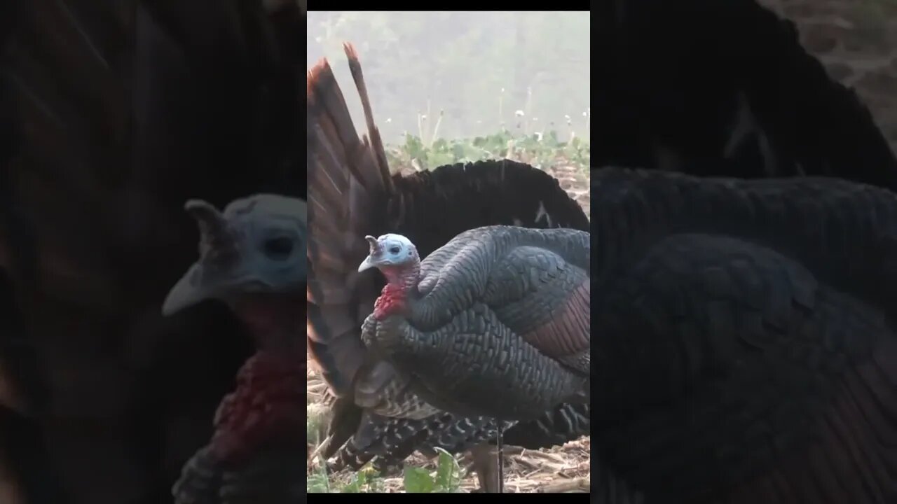 Turkey Too Close?! #turkeyhunt #hunting #turkey #gobbler