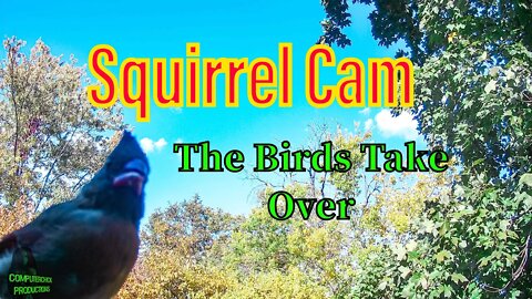 The Birds Take Over Squirrel Cam and It's SO CUTE!
