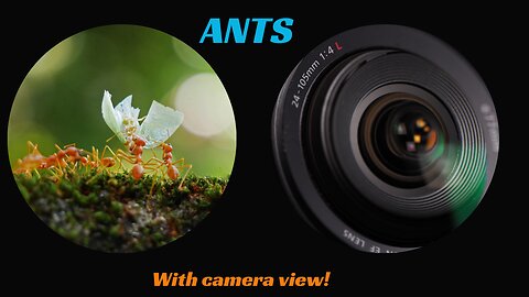 An Epic Sight of Ants in High speed camera