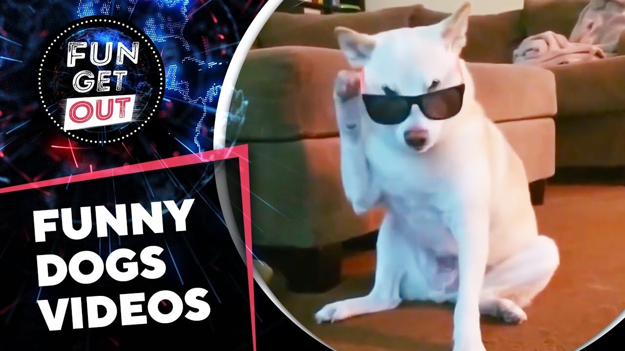 Cute Dogs Doing the Funniest Things! Funny Dogs Reaction 🐶 It's time to LAUGH