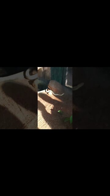Watch the White Cobra Snake move. 😬
