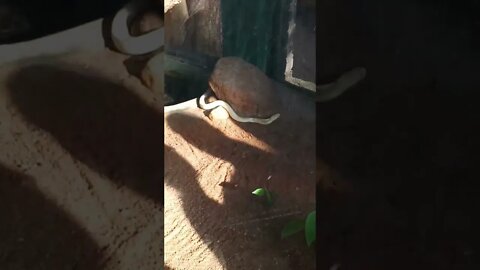 Watch the White Cobra Snake move. 😬