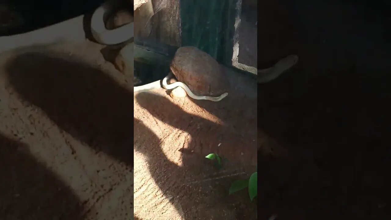 Watch the White Cobra Snake move. 😬