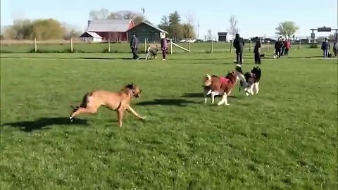 Happy Dogs Play At Dog Park Compilation | Funny Video