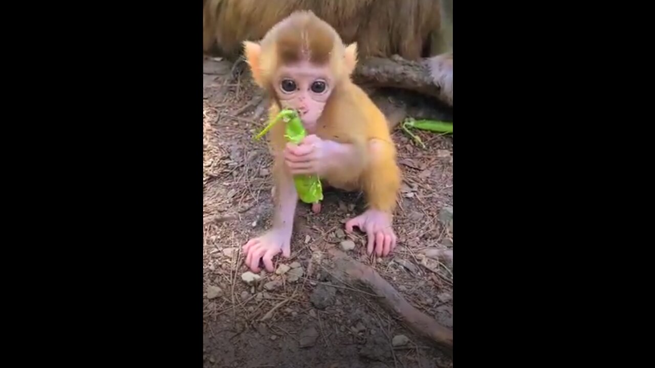 Lovely baby monkey!