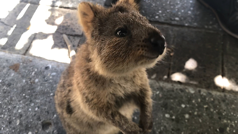 Quokka Selfie - Unique Animal from Rottnest Island