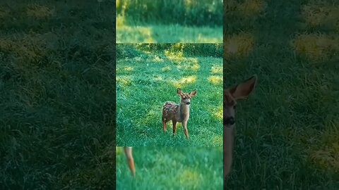 Brave little fawn. So Adorable #babyanimals #energiesrising1133