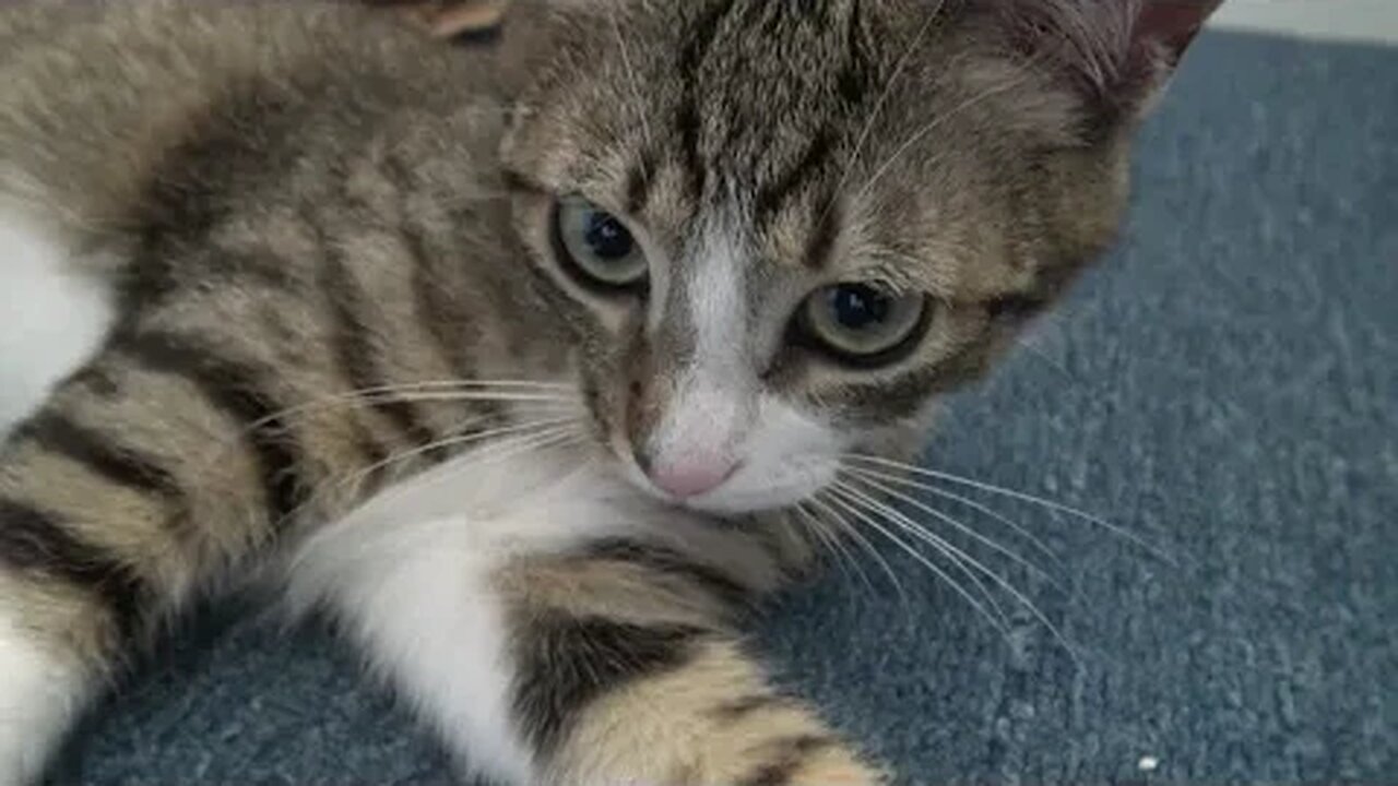 Rudolph the Kitten Attacks the Camera