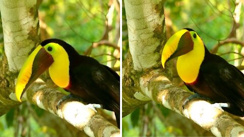 Amazing toucan bird