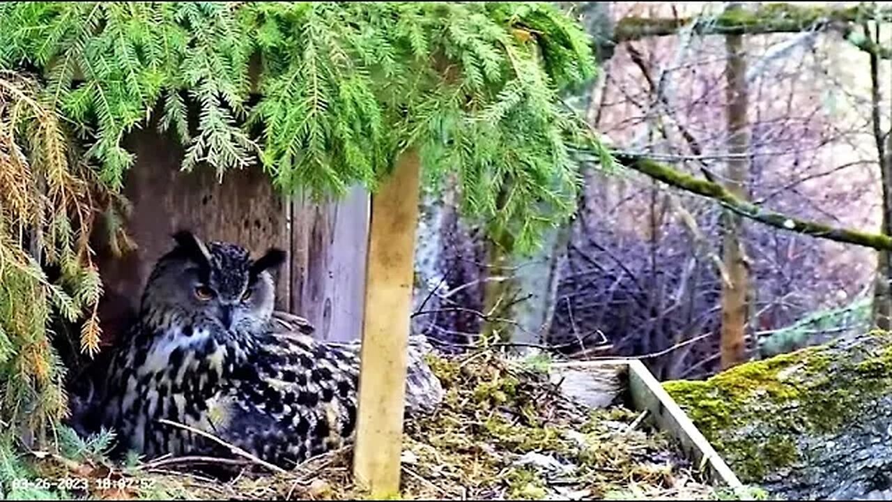 Preening and Egg Peek 🥚 03/26/23 18:04