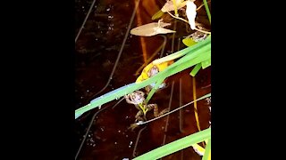 New residents of our pond