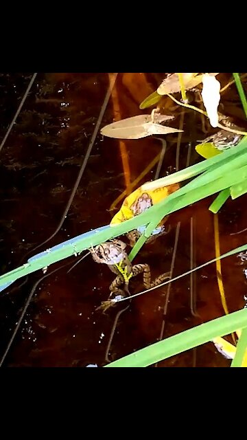 New residents of our pond