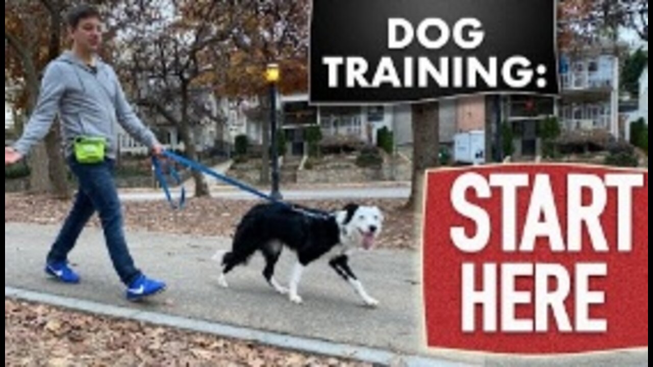 Fundamentals (Watch this before any other dog training video)