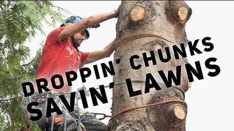 Chunking down a stem without causing damage below : Arborist pro tip