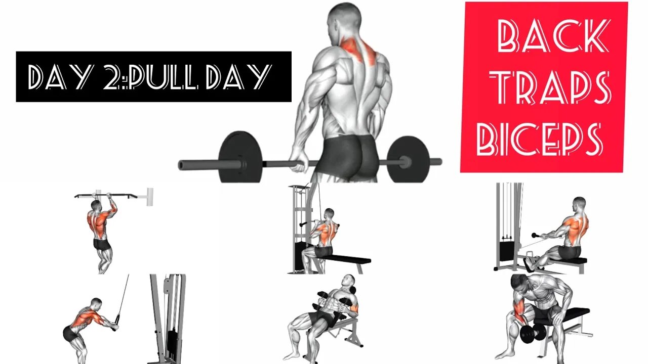 Day 2:pull day ( back/traps/biceps)