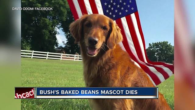 Bush's Baked Beans dog 'Duke' dies after battle with cancer