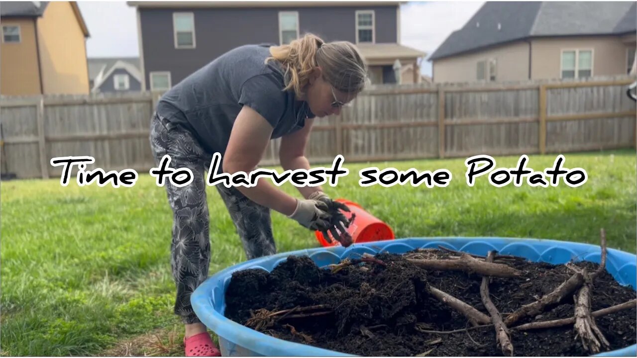 How to Harvest Potatoes #hedgehogshomestead