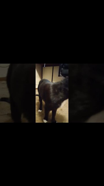 Kitty scared of vacuum #shorts #shortsvideo #shortsfeed