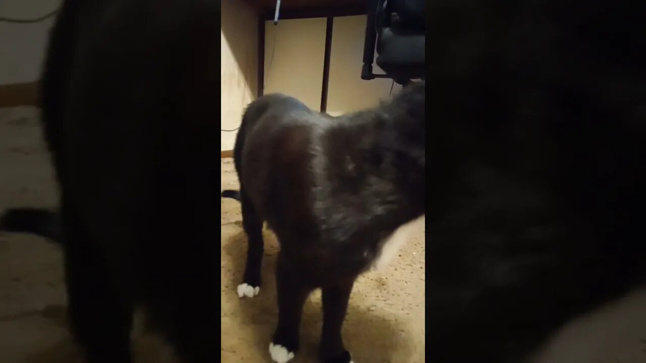 Kitty scared of vacuum #shorts #shortsvideo #shortsfeed
