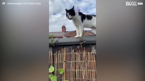 Vídeo inédito mostra conversa entre dois gatos -1