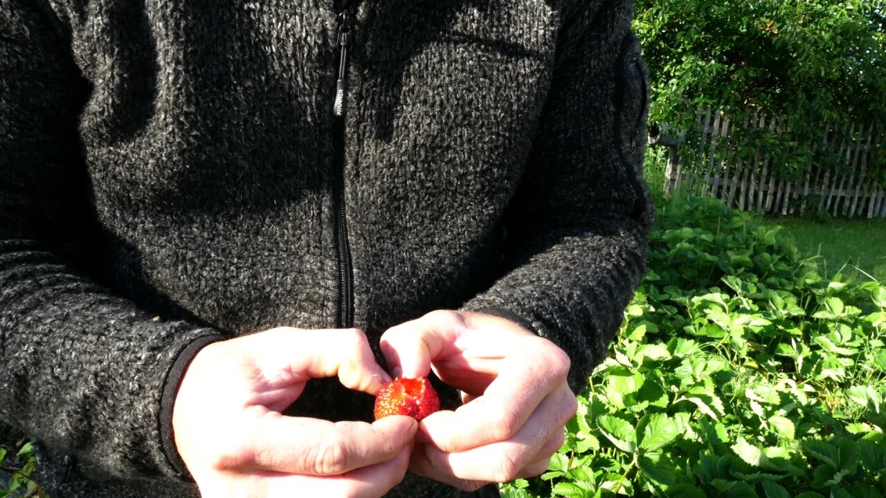 What happens when you bury your strawberries in mulch? You'll be surprised!