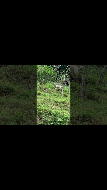 Which animal? 👇👇👇 Watchu looking at? #animal #nature #fyp #calming